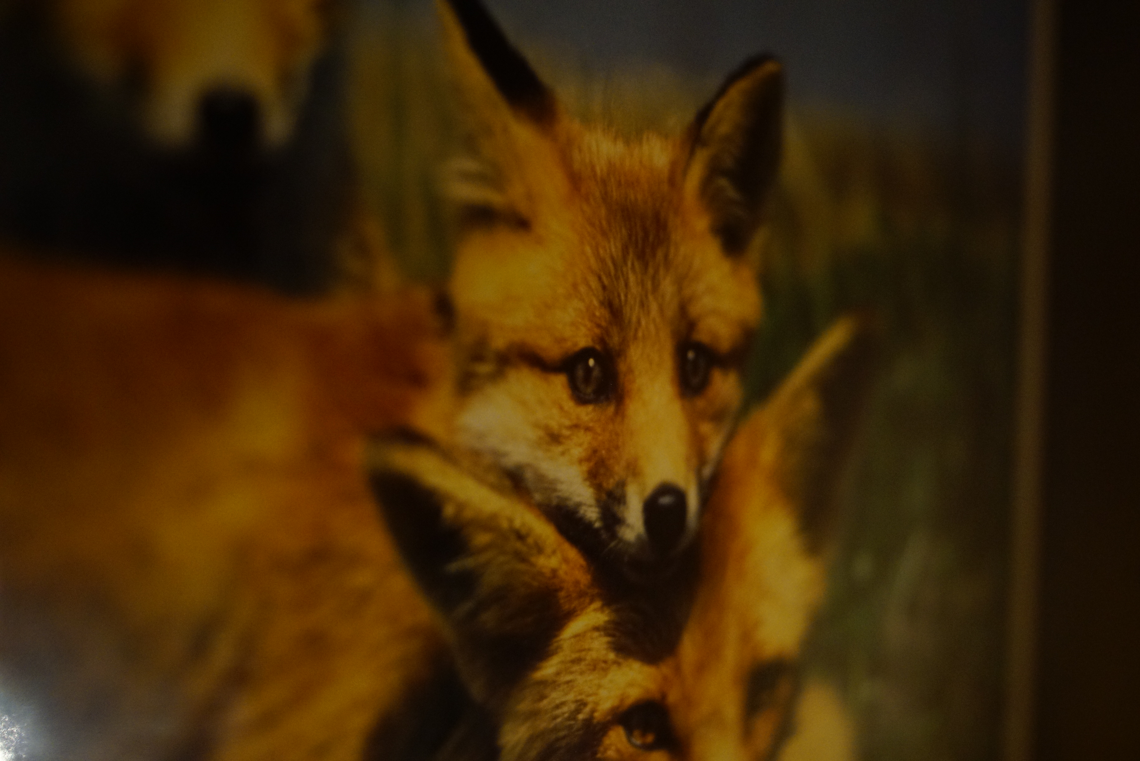 ホステルにあった狐の絵